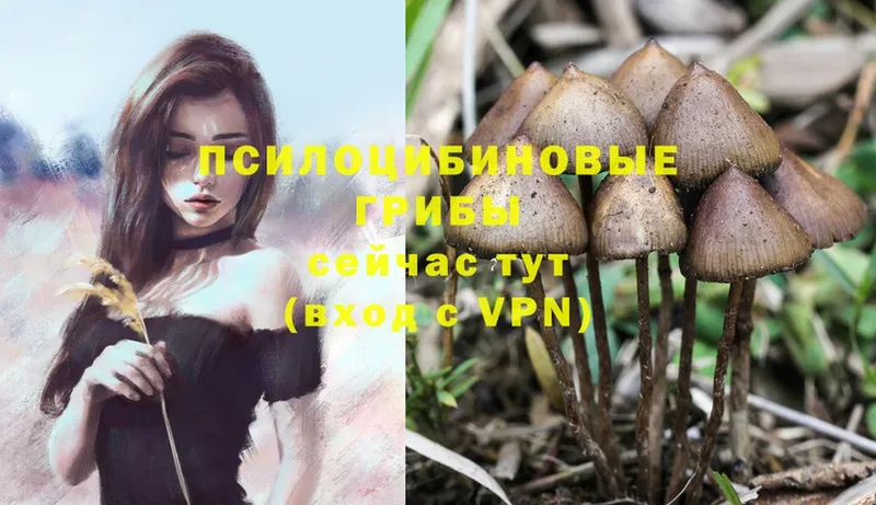 Псилоцибиновые грибы Psilocybe  Прохладный 